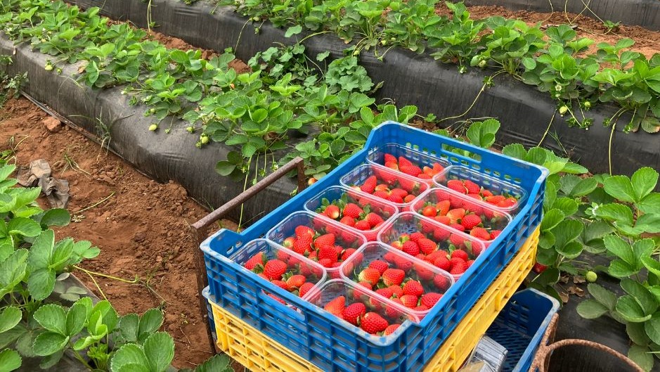 La fraise marocaine : Saine et Sans Hépatite A