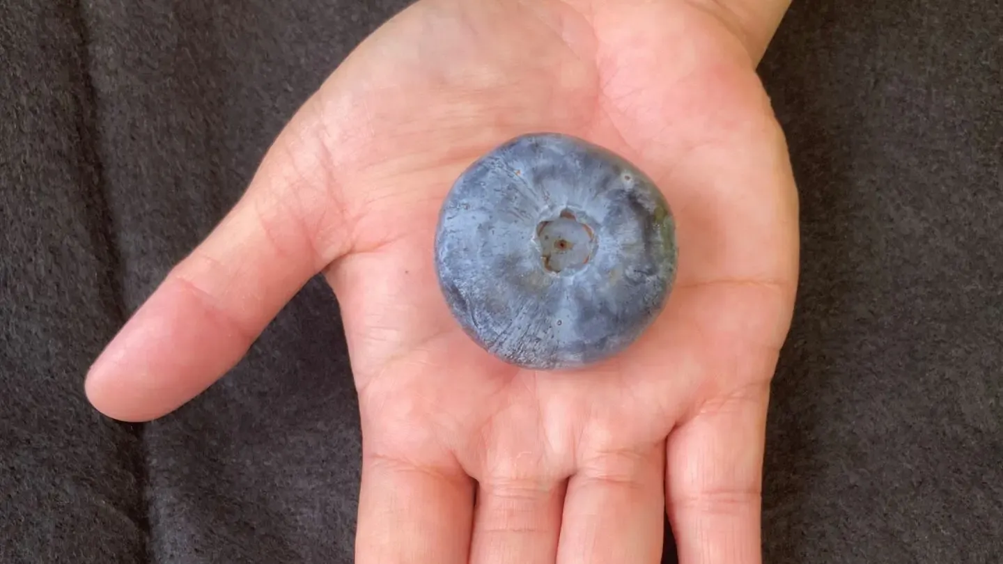 Innovation en Bleu: La Myrtille Révolutionnaire de Costa Group Frappe Fort dans l'Histoire