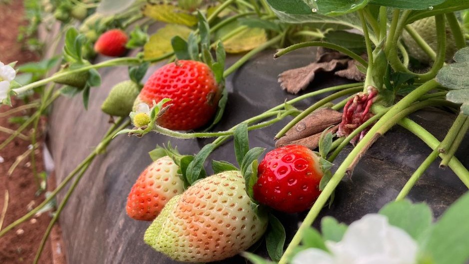 Alerte levée : Les fraises marocaines déclarées exemptes de Norovirus et Hépatite A