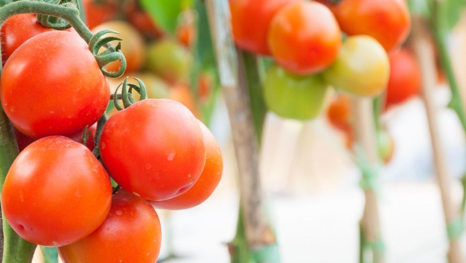  Le Maroc domine le marché britannique de la tomate, surpassant l'Espagne