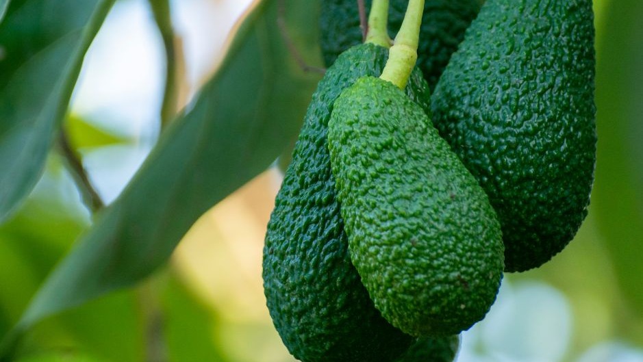 Le Maroc révolutionne le marché géorgien avec ses avocats ÃƒÂ  prix cassé