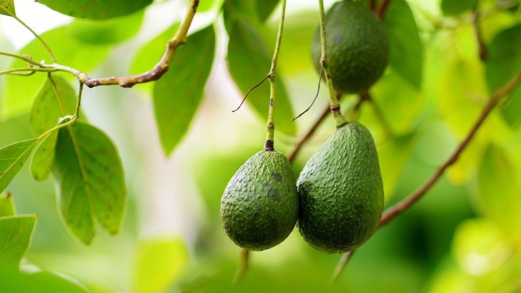 Le Maroc sur le point de pulvériser ses exportations d'avocats en 2023/24 
