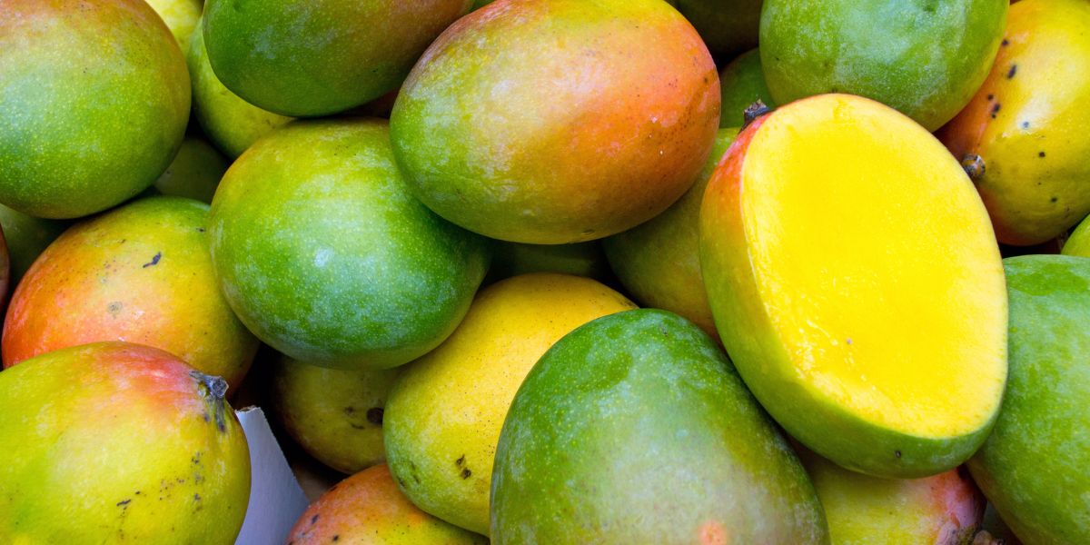 Les mangues maliennes s'imposent sur les marchés marocain et européen