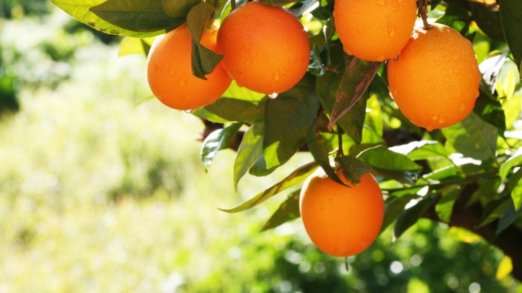 Les agrumes du Maroc et de l'Égypte : une nouvelle tendance sur les marchés d'Asie centrale