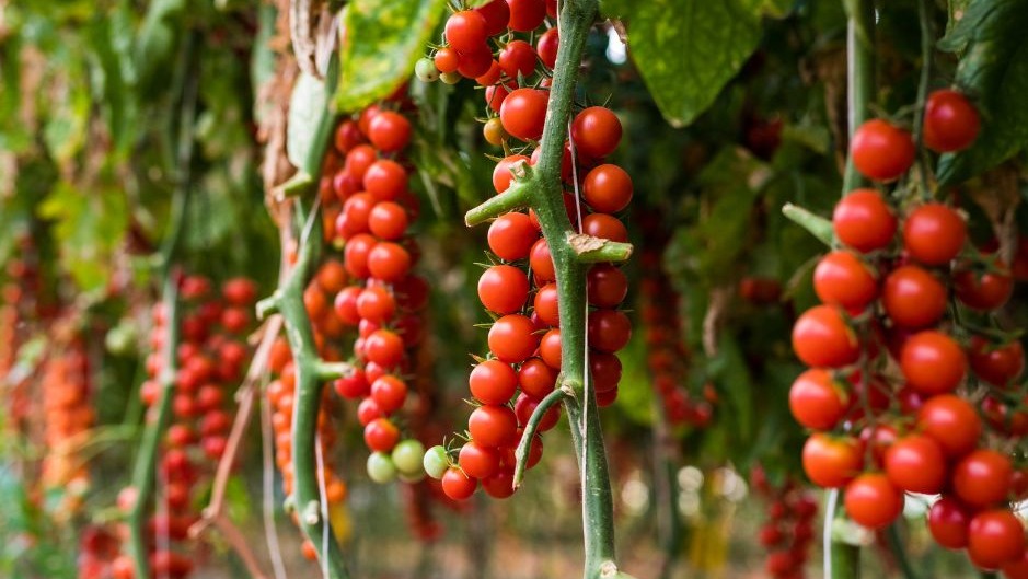 Les producteurs français lancent des manifestations contre les importations marocaines