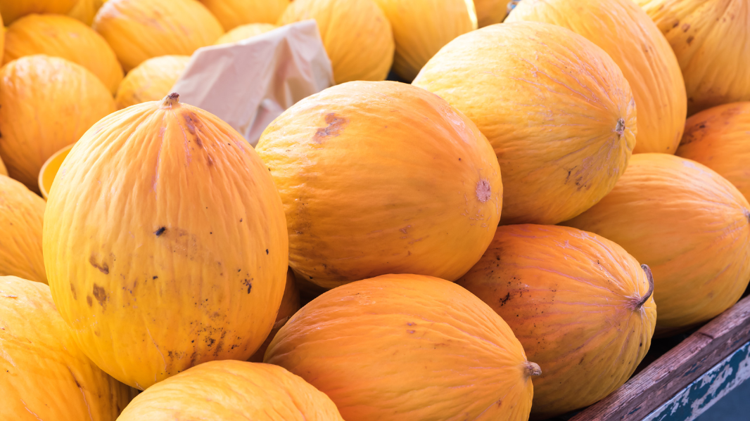 Sécheresse et choix variétal : l'avenir du melon jaune canari au Maroc