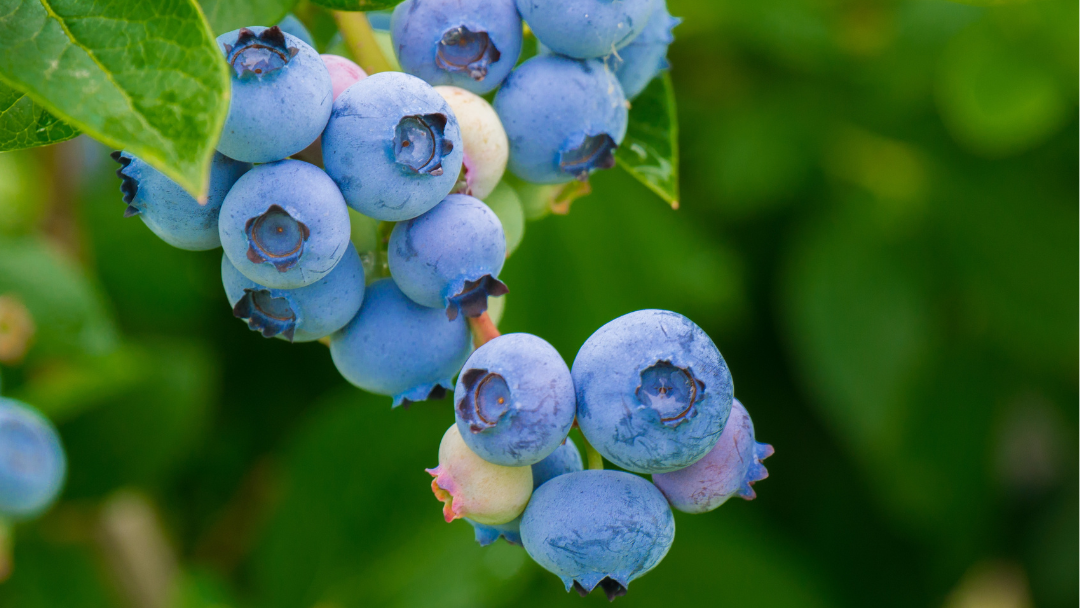 Les myrtilles marocaines battent des records d'exportation en Europe de l'Est en 2024