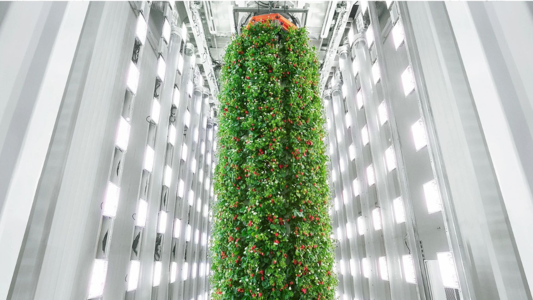 Lancement de la première ferme verticale de fraises ÃƒÂ  grande échelle