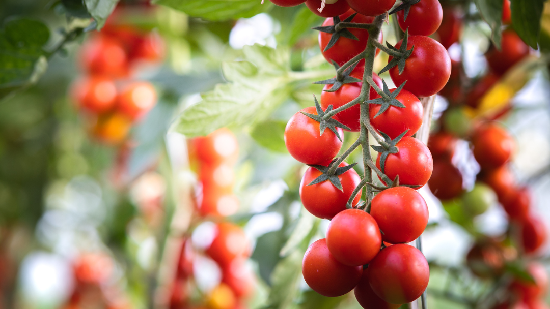 Le Maroc, leader émergent du marché polonais des tomates sous serre