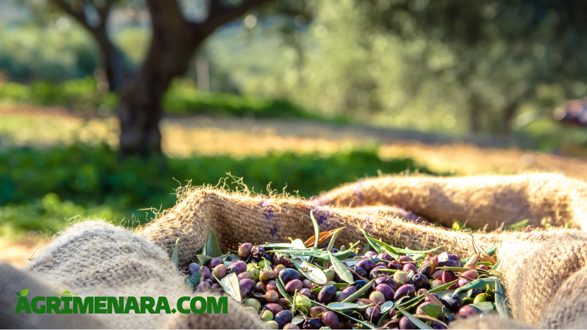 La crise de la production d'huile d'olive au Maroc : un défi pour le secteur oléicole
