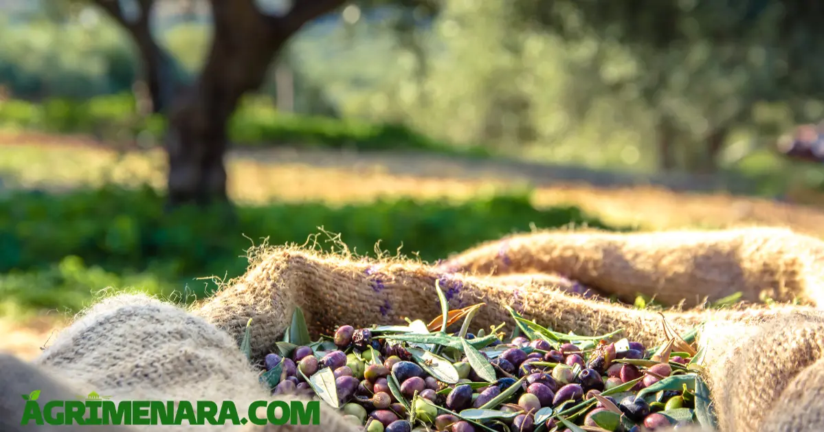 La crise de la production d'huile d'olive au Maroc : un défi pour le secteur oléicole