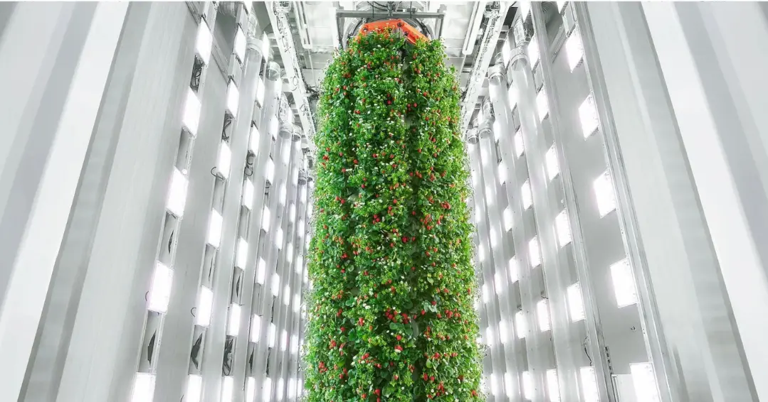 Lancement de la première ferme verticale de fraises ÃƒÂ  grande échelle